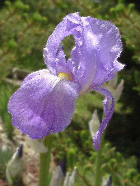 photo of a purple iris flower in bloom