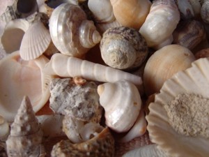 close up photo of a bunch of different sea shells