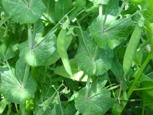 photo of green snow pea pods hanging on a pea vine