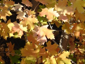 photo of golden brown maple leaves with dappled sunlight