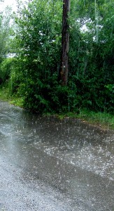 Photo of falling rain with telephone pole and green bushes