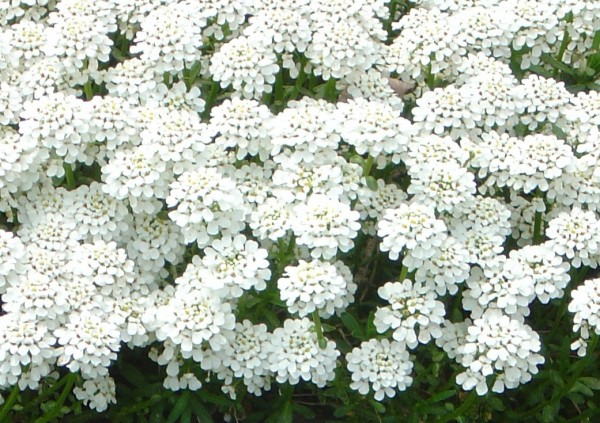 Photo of white flowers