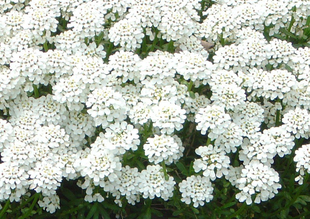 Tiny White Flowers Picture | Free Photograph | Photos Public Domain