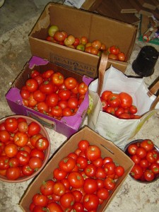 Photo of a bunch of boxes full of ripe tomatoes