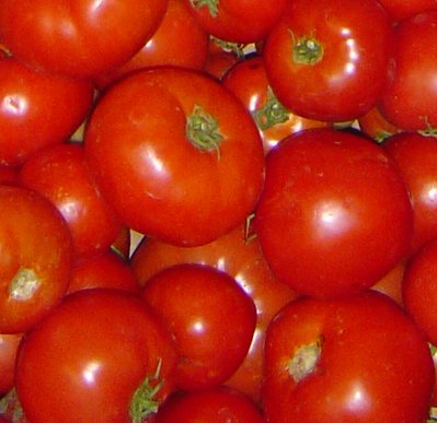Close up photo of ripe tomatoes