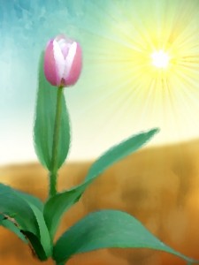 Watercolor painting of a tulip with sun in the background