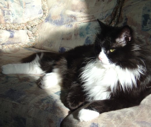 Photo of a black and white cat lounging in a sunbeam