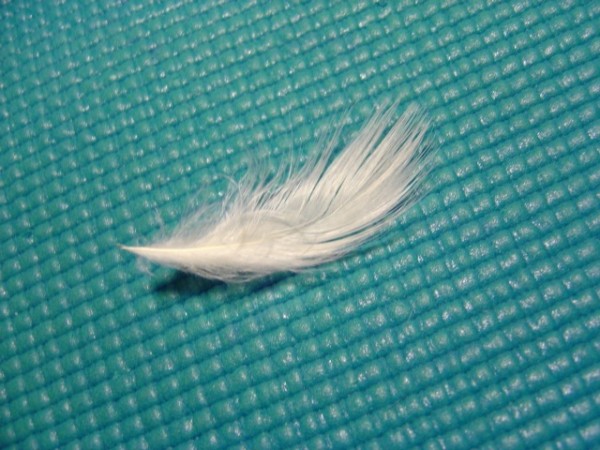 photo of a small white feather on a teal colored yoga mat