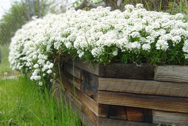 photo of small white flowers overflowing in wooden planter