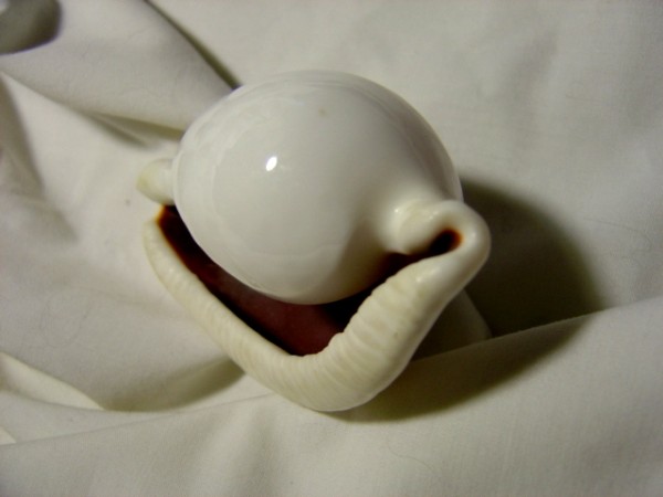 close up photo of a shiny white sea shell on a white background
