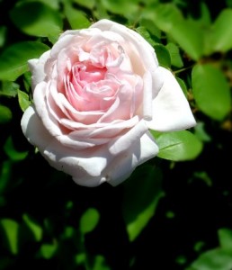 Close up photo of pink rose with green leaves in the background