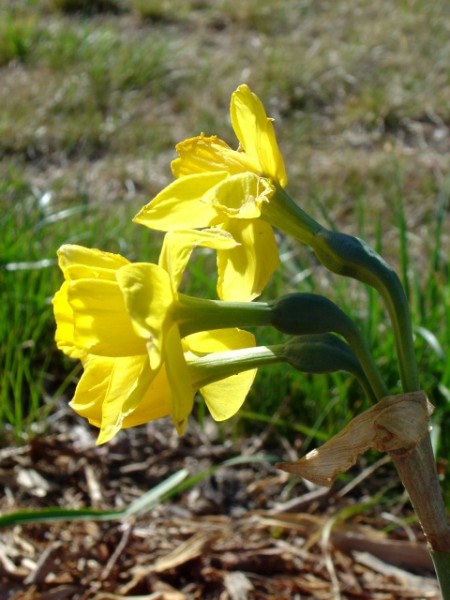 three yellow daffodil flowers in the sunlight