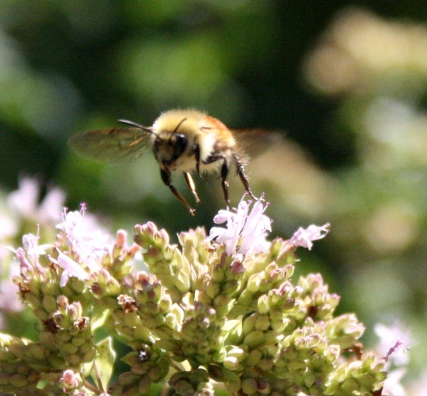 close up shot of a bee taking flight from some purple flowers