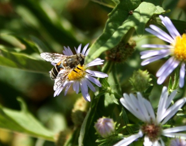 Bumble Bee on tiny light purple colored flower