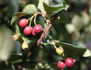 close up photo of red berries on a bush with leaves
