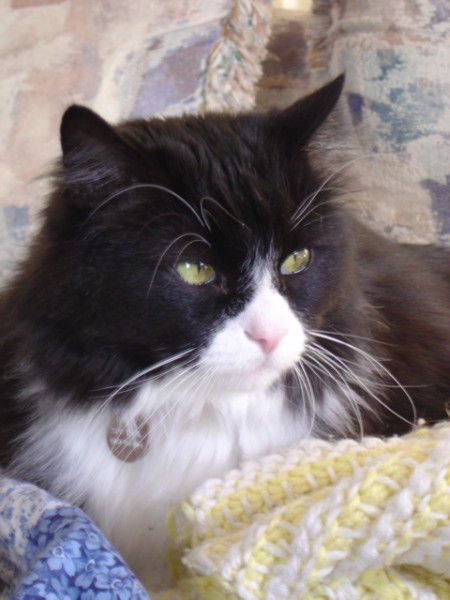 photo of a black and white cat with long whiskers