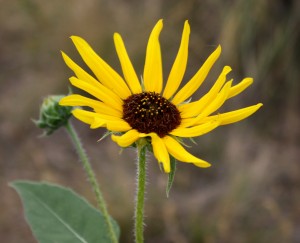 free photo of a yellow black eyed susan flower with brown center