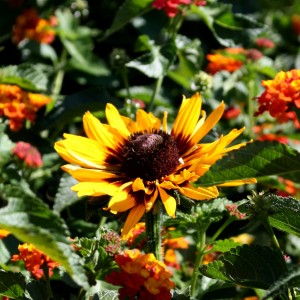 photo of yellow daisy like flower called a blackeyed susan surrounded by small orange blossoms