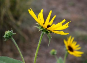 free photo: side view of a yellow black eyed susan flower