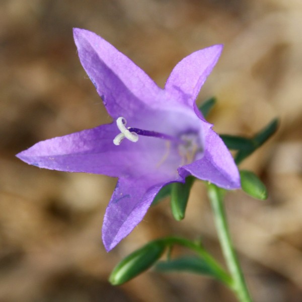 free photo of a bluebell flower taken close up