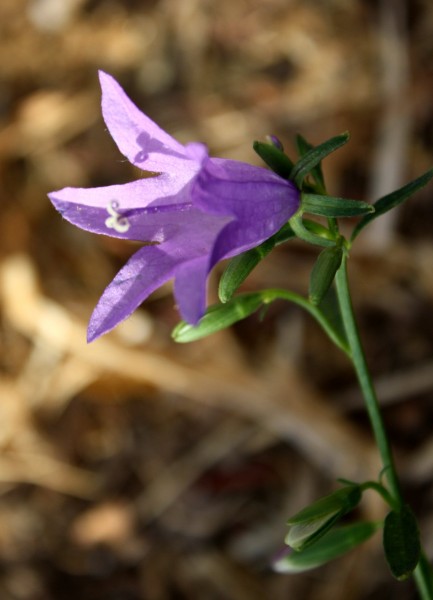 Free photo of a blue bell flower
