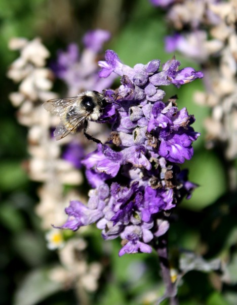 close up photo of a bee on some tiny purple flowers