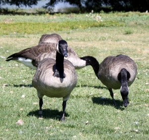 photo of three canadian geese foraging in the grass