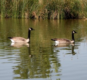 Photo of two Canadian Geese swimming in a pond