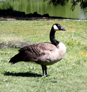 photo of a Canadian Goose