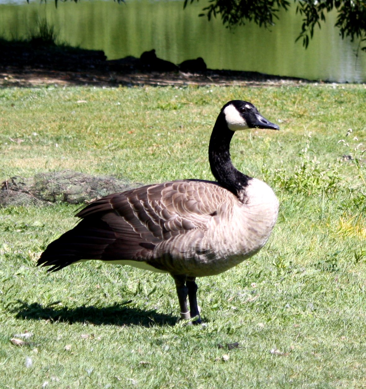 Canadian Goose – Photos Public Domain