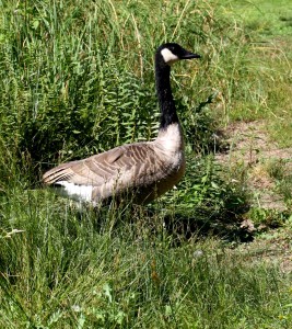 photo of a Canadian goose walking in tall grass