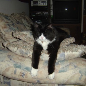 funny photo of a cat drooping over a pile of pillows