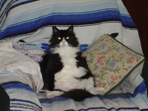 funny photo of a black and white cat slouching in a chair with his belly sticking out