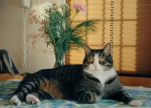 photo of a gray tabby cat posing in front of a bouquet of flowers