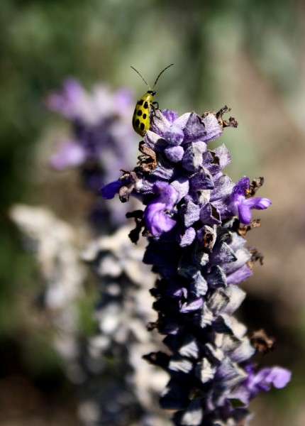 free photograph of a spotted yellow cucumber beetle on purple lavender flowers