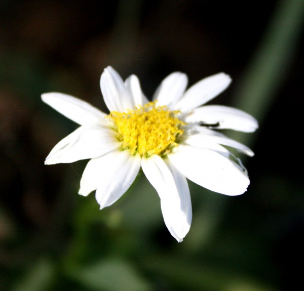 close up photo of a white daisy blooming
