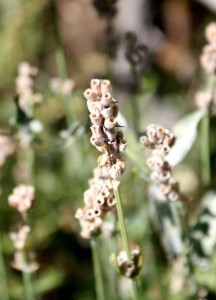 close up photo of dried flowers in garden