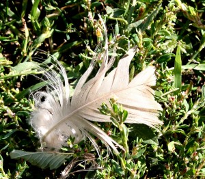 free photograph of a small bird feather lying amongst a bed of weeds