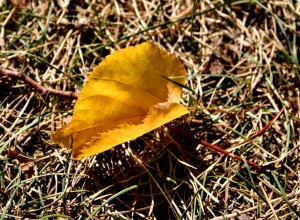 Free photo of a golden cottonwood leaf sitting on the brown grass