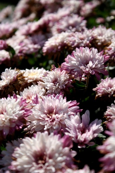 Free photo of pink chrysanthemums