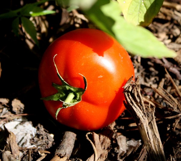 photo of a ripe red garden tomato lying on the ground