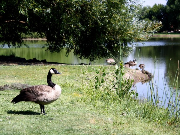 Free photo of a Canadian goose with tree and lake in the background