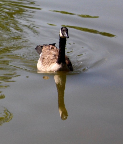 Free photo of a Canadian goose swimming in the water