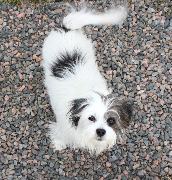 Free photo of a gray and white terrier dog