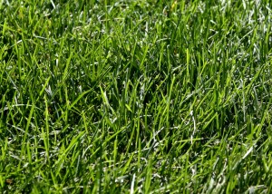 Free photo of green grass