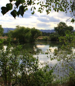 Free photo of a lake seen through the branches of a tree