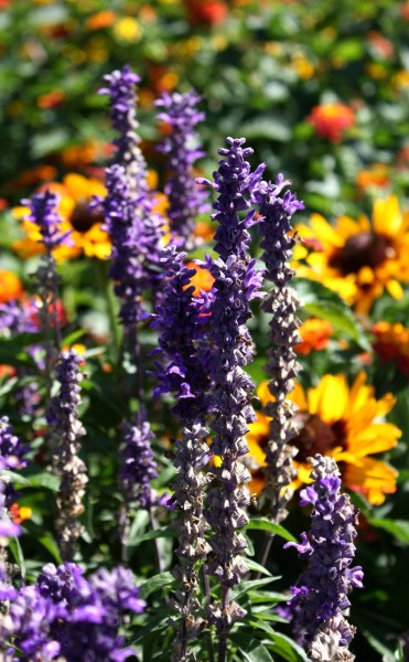 Free photo of purple lavender with yellow black eyed susan flowers in the background