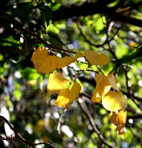 Free photograph of a few yellow leaves amongst the green