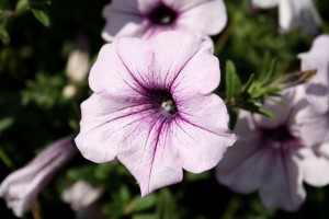 Free photo of a lavender colored light purple petunia