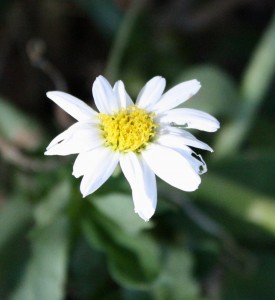 photo of a white daisy flower